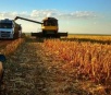 Colheita do milho safrinha começa em MS com previsão de safra recorde