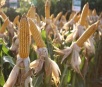 Mato Grosso do Sul registra 12% de área colhida de milho, diz Aprosoja