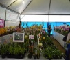 Exposição tem 78 espécies de orquídeas e renda será para entidades