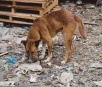 Voluntários realizam “Campanha do R$ 1,00” em prol de animais abandonados