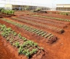 Hortaliças cultivadas em presídio são doadas a instituições de caridade