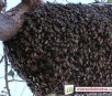 Homem morre após ser atacado por abelhas africanas