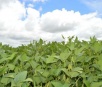 Termina hoje prazo para produtor de soja registrar a área cultivada