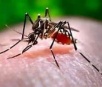 Número de mortos pela dengue cai 84% em MS em 2017