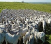 Rebanho bovino cresce 21,8 milhões em Mato Grosso do Sul