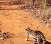 Menor felino do Brasil é clicado pela primeira vez em parque ecológico de MS: 'Gato confundido com onça'