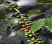 Extrato de café verde é novo aliado na perda de peso; conheça