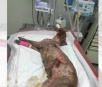 Cadelinha torturada com água quente em cidade de MS morre quatro dias depois
