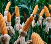 Colheita lenta limita oferta de milho safrinha