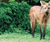 Brasil terá nota de R$ 200 com lobo-guará estampado