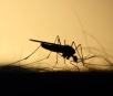 MS ultrapassa a marca de 66 mil notificações de dengue com 39 mortes