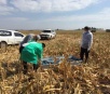 Corpo em avançado estado de decomposição é encontrado em plantação de milho