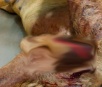 Mãe e filho são multados em R$ 6 mil por mutilar cachorro