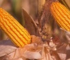 Clima atrapalha segunda safra do milho no centro-oeste paulista
