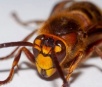 Vespa – Características, reprodução e como se diferencia das abelhas