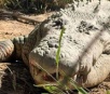 Famoso crocodilo de 1 tonelada e 5,2 metros morre aos 90 anos
