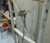 Homem tortura rato que comeu parte do seu salário