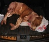 Capital: Dono de pitbull morto a facadas vai responder por omissão de cautela na guarda de animais