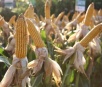 Preço do milho sobe 3,5% em um mês,  já cotação da soja permanece estável em MS