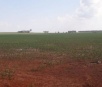 Mato Grosso do Sul plantou 579 mil hectares de milho segunda safra