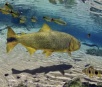 Prorrogada até março de 2025 proibição da pesca do dourado em MS