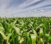 Plantio do milho segunda safra supera 1 milhão de hectares em Mato Grosso do Sul