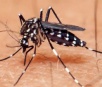Minas responde por um em cada três casos de dengue no Brasil