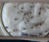 Anvisa: negociações sobre autotestes para dengue estão em andamento