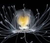 A misteriosa água-viva de apenas dois centímetros que cientistas acreditam ser imortal