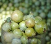 Investindo na fruta, sul-mato-grossense resolve “patentear” a guavira