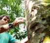 Como a exploração de uma árvore nativa pode ajudar a reduzir o desmatamento na Amazônia