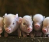 Fazendeiros chineses começam a usar inteligência artificial para criar porcos