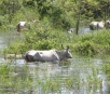 Cheia anormal no Rio Paraguai força retirada urgente de gado, diz sindicato