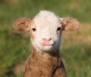 Cientistas criam embriões de ovelha com células humanas