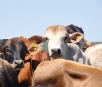 MS registra aumento na produção de carne bovina, suína e de frango