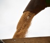 Soja e milho puxam alta de 13% no resultado do PIB agropecuário no Brasil