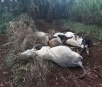 Queda de fio de alta tensão mata dez vacas em chácara