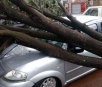Ventos de até 60 Km/h derrubaram árvores e deixam bairros sem luz no MS