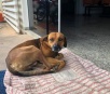 Cachorro espera há quatro meses na frente de hospital por dono que morreu