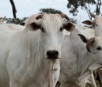 MS fecha 2017 em segundo no ranking nacional de abate de gado