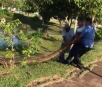 Funcionários resgatam sucuri encontrada em lago de termas de Ibirá