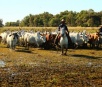 Embrapa recomenda retirada de gado após alerta de enchente rigorosa