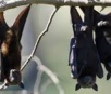 Morcegos são mais perigosos do que se pensava