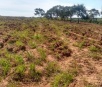 Com auxílio de imagem de satélite, PMA autua por desmatamento em São Gabriel
