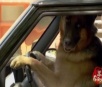 Vídeo de cachorro dirigindo e pedindo informação faz sucesso na internet; assista