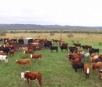 Invasores matam gado e atiram em funcionários de fazendas de região alagada
