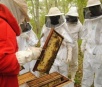 MS lidera ranking de estados com maior produção de mel por colmeia do Brasil