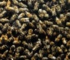 Homem de 76 anos morre atacado por abelhas em sítio