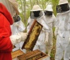 MS produz mais de 100 mil toneladas de mel por ano