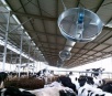 Como reduzir o estresse térmico do gado de leite